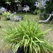 2Agapanthus Blau Groß  - Bild 1