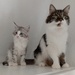 Norwegische Waldkatzen kitten - Bild 8