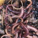 Waldmeister Bärlauch Kompostwürmer  - Bild 3