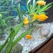 Aquarium Fische,  gelbe Mollys - Bild 1