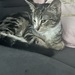 Kitten suchen neuen Dosenöffner  - Bild 5