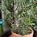 Oleander mit Topf - Tricolore ca. 140 x 120 cm - Bild 2